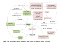 Quelle: Ester Maren Heuß, Genetic analyses of piglet survival and postnatal growth, 2020 Bonn Quelle: Ester Maren Heuß, Genetic analyses of piglet survival and postnatal growth, 2020 Bonn