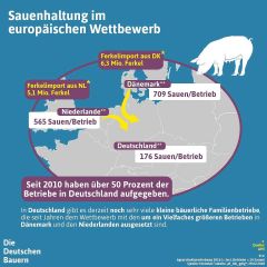 (c) DBV: Sauenhaltung Im Europaeischen Wettbewerb (c) DBV: Sauenhaltung Im Europaeischen Wettbewerb