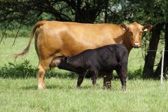 (c)BRS: Limousin mit Kalb (c)BRS: Limousin mit Kalb