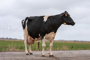 Die Minister-Tochter Melona von der Baumann eGbR ist mit 207.689 kg Milch die höchste Lebensleistungskuh in Deutschland.
&copy; Dorothee Warder
