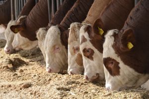 Viele Bullenmäster in Deutschland setzen auf die Rasse Fleckvieh und investieren bei Neubauten vor allem auf Tretmistställe mit Großgruppenkonzept, die der Haltungsstufe 3 entsprechen.
© Anne Menrath