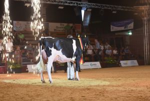 Junior Supreme Champion Loh Milana von Loh-an Holsteins
© Dorothee Warder, BRS