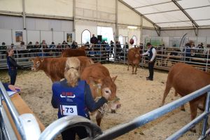 Foto (c): Carolin Nagel - Ein Teilwettbwerb ist das Rangieren von Tieren. Dieses Jahr rangierten die Junjzüchter unter anderem eine Gruppe Limousin-Färsen